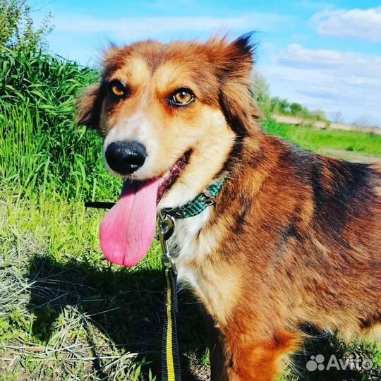 Собака Каштанка