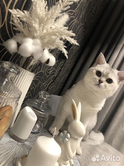 Вязка с котом