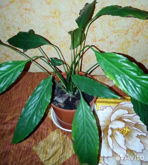 Спатифиллум