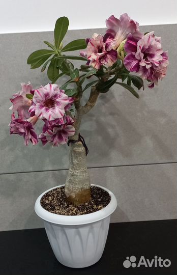 Адениум цветущий Huang Hon Tim