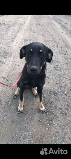Щенок 7 месяцев