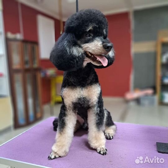 Обучение грумингу