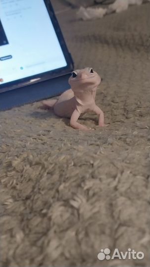 Ящерица эублефар