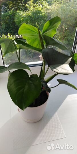 Монстера молодое растение 2 корня в горшке