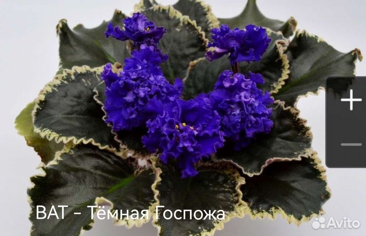 Фиалки набором 8шт