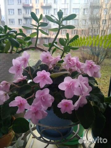 Детка фиалки Розовый салют