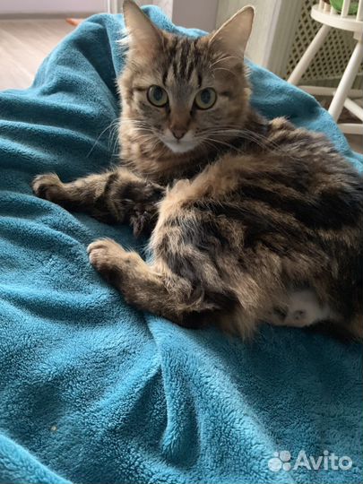 Курильский бобтейл