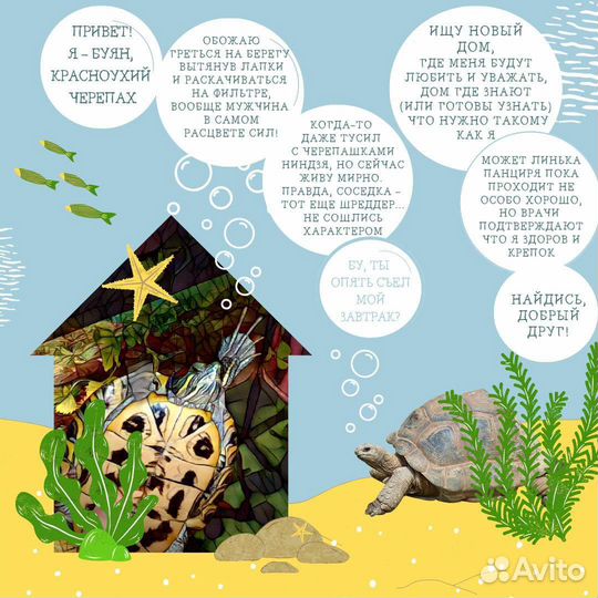 Черепаха Бу