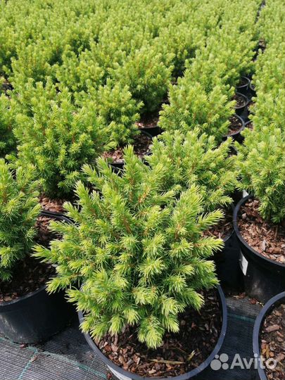 Ели декоративные и кедр