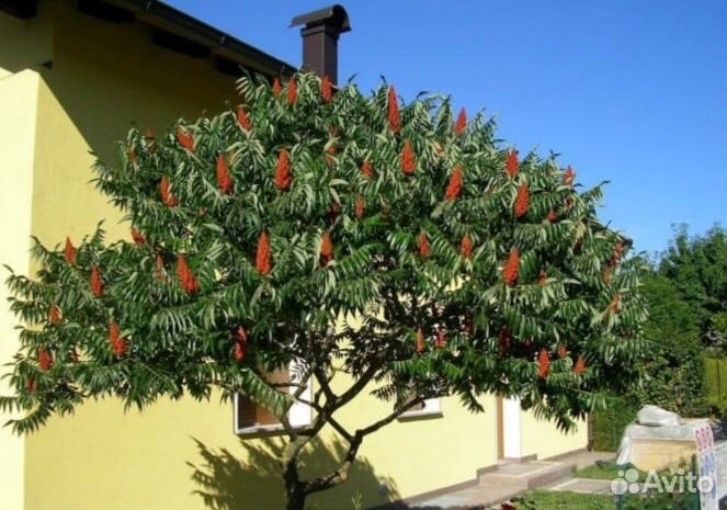 Сумах - семейное дерево