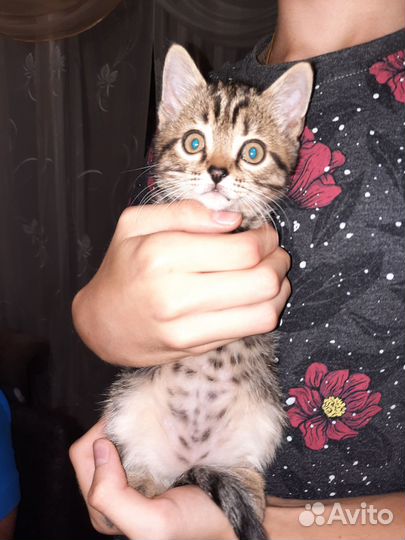 Котенок-полукровка, мальчик