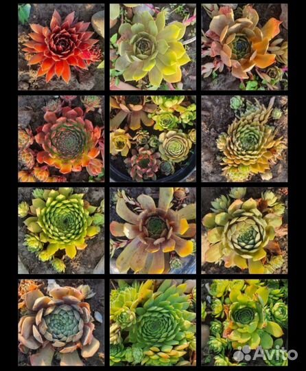 Суккуленты