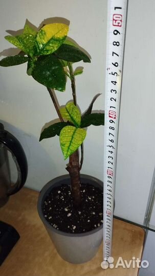 Кротон миссис Айстон, дерево штамб