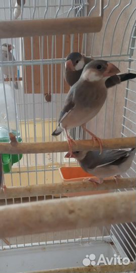 Рисовая амадина