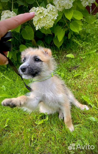 Щенок собака сука девочка бесплатно в добрые руки