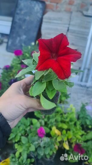 Петунья ампельная