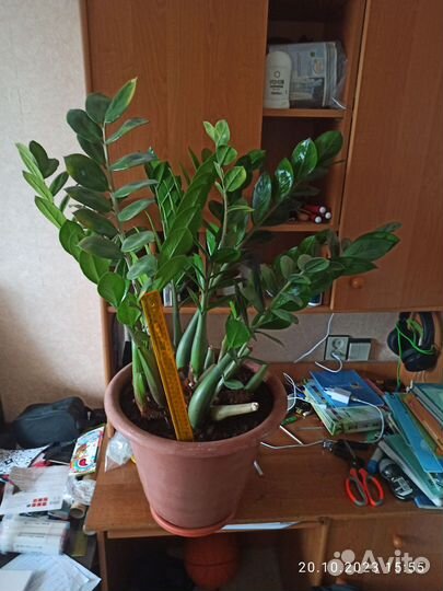 Замиокулькас