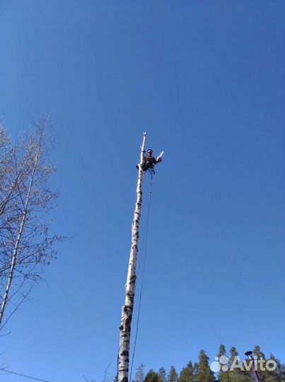 Спил деревьев