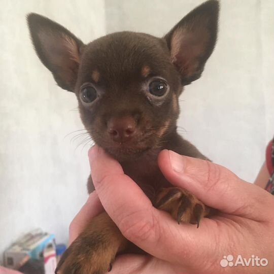 Той-терьер щенки