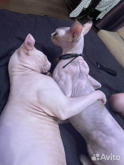 Канадский сфинкс бесплатно