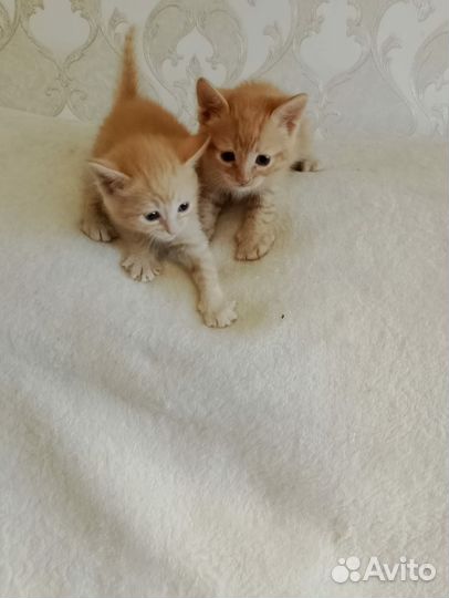 Котики маленькие бесплатно