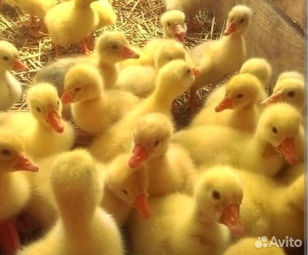 В продаже молодняк птицы