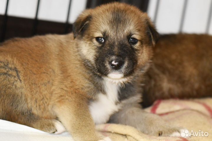 Щенок в добрые руки