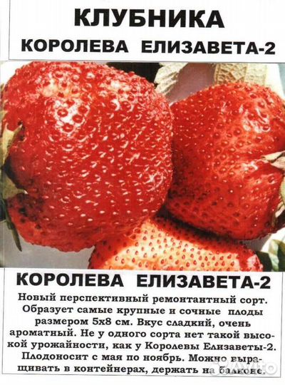 Рассада клубники