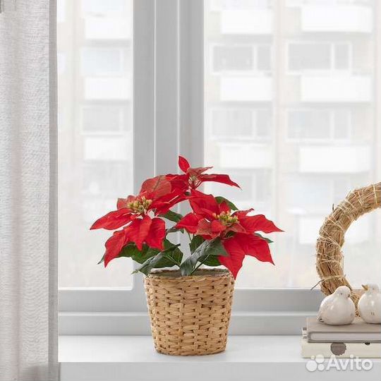 Икеа Искусственное растение