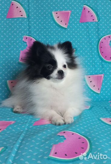 Щенки шпица. Девочки