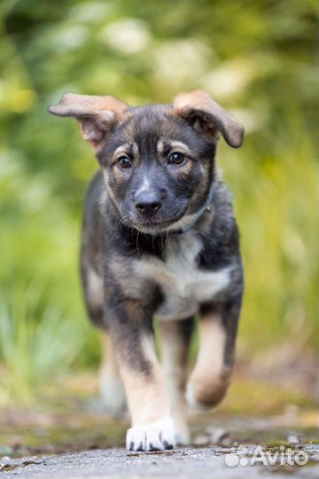 Щенок девочка в добрые руки