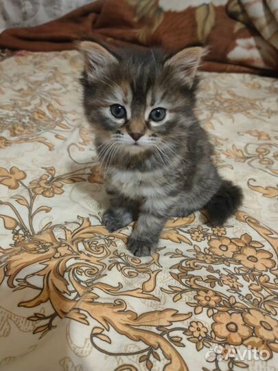 Отдам котенка в добрые руки