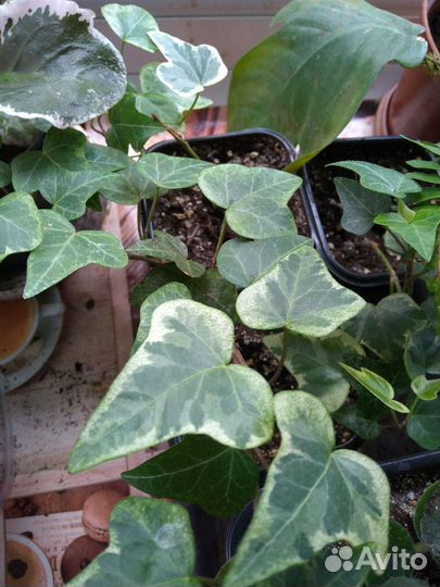 Комнатные цветы