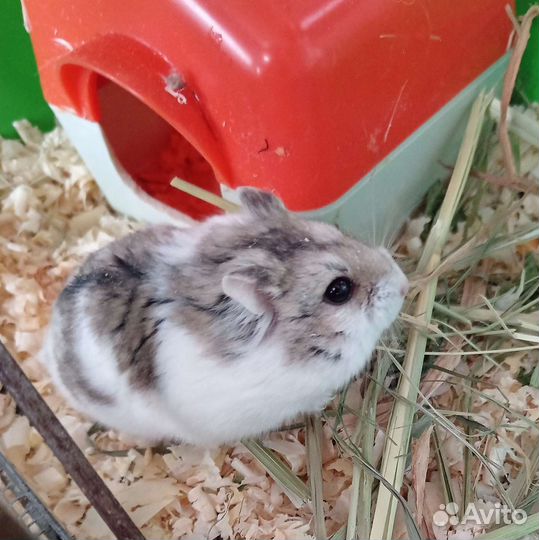 Джунгарский хомяк