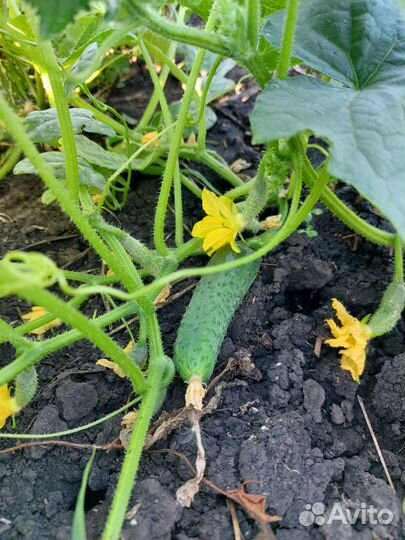 Огурец пупырчатый (Маша)