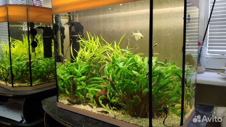 Аквариум 