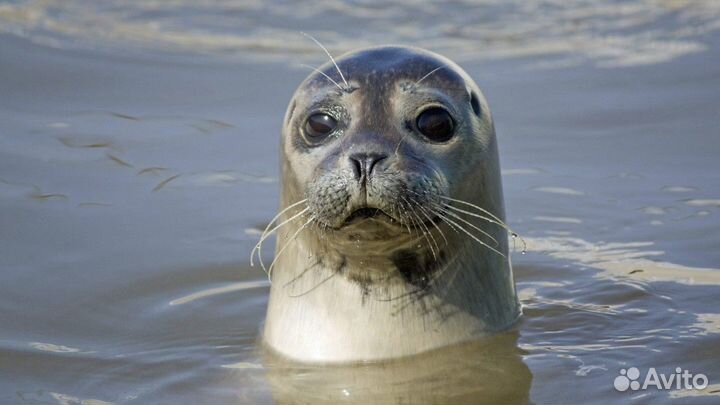 Мурманск Топ-Экскурсия Териберка и морская прогулк