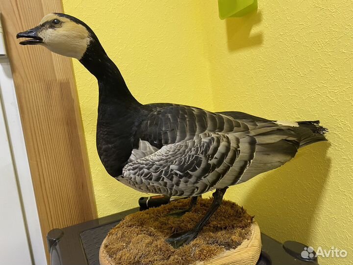 Чучело гуся