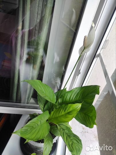 Спатифиллум