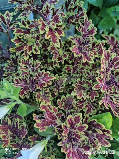 Колеусы вегетативные