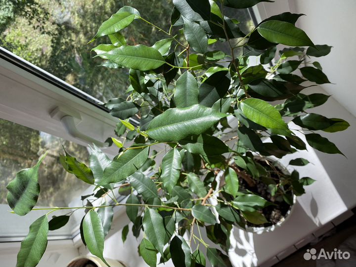 Фикус бенджамина