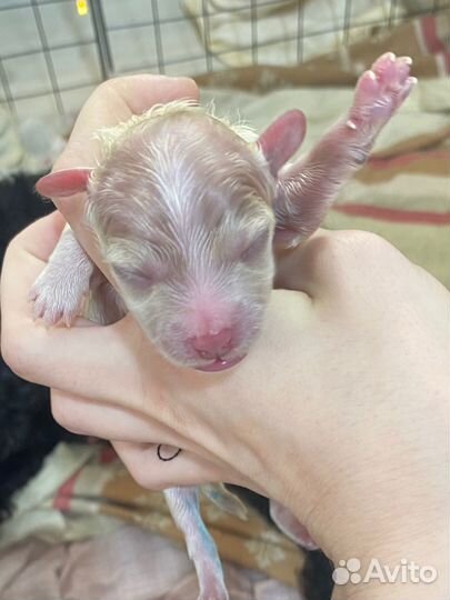 Девочка мальтипу крем-брюле