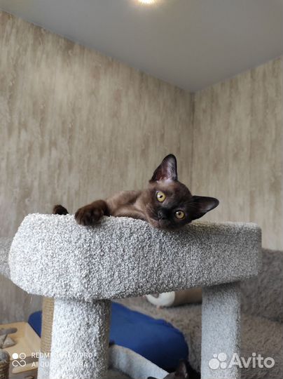 Милые бурмята