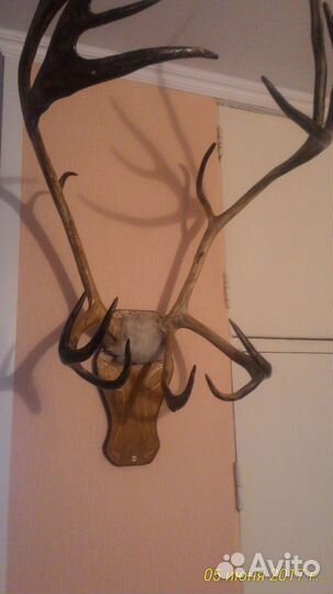 Продам рога якутского оленя