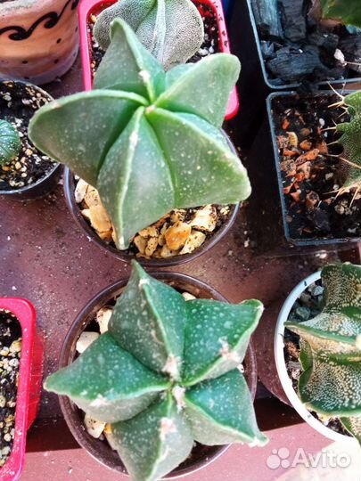 Суккуленты микс