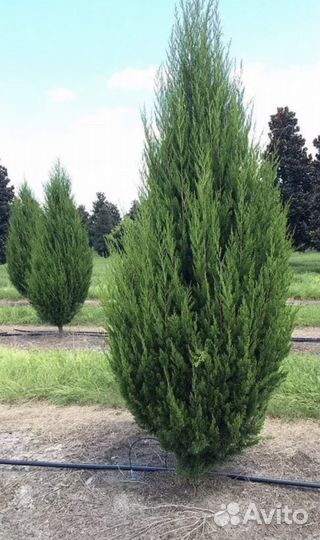 Саженцы можжевельника виргинского