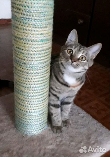 Кошка в добрые руки