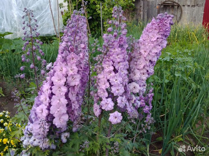 Гладиолусы, дельфиниумы, гейхера