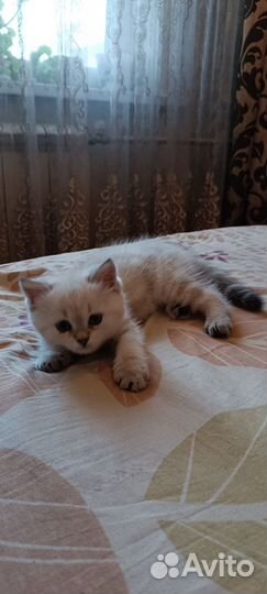 Британская