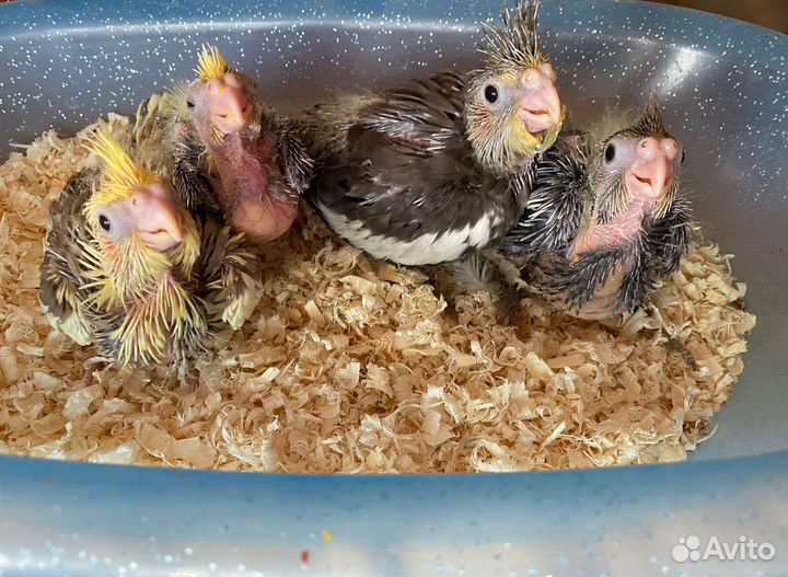 Птенцы выкормыши кореллы